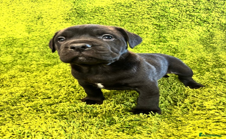 Mixed Breed dogs - Advert 1