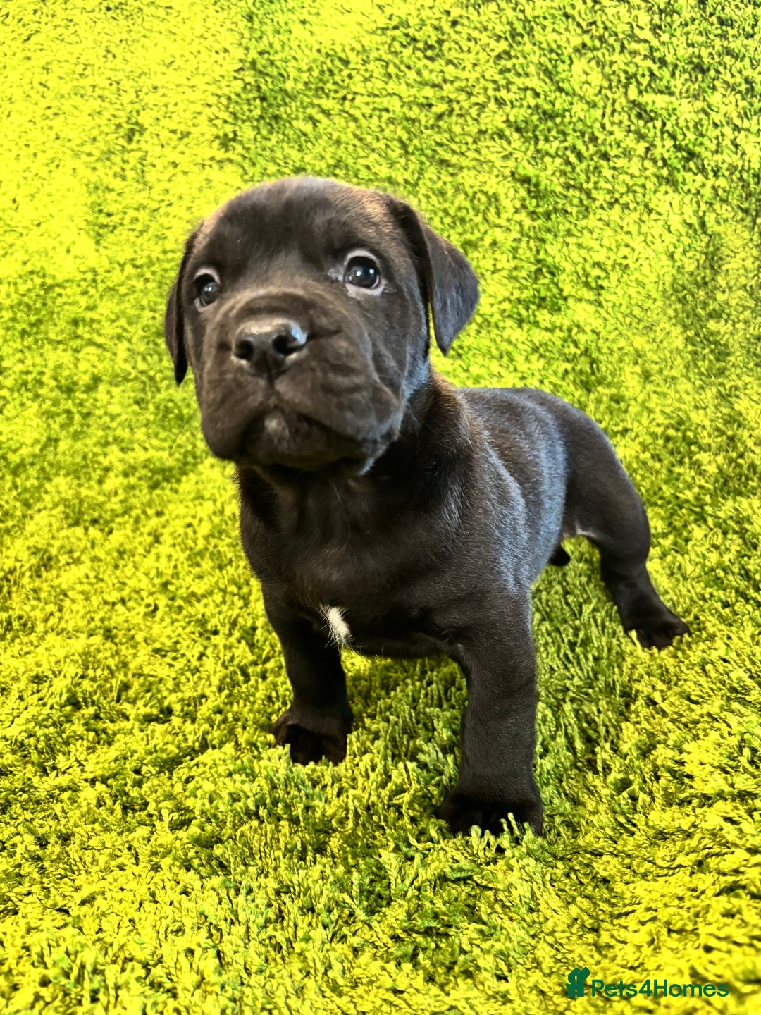 Mixed Breed Puppies for sale in Huddersfield, West Yorkshire - Main Image