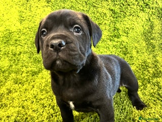 Mixed Breed dogs - Advert 5