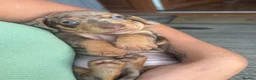 Miniature Dachshund dogs for sale: KC Reg Mini Dachshund Puppies - Advert 7