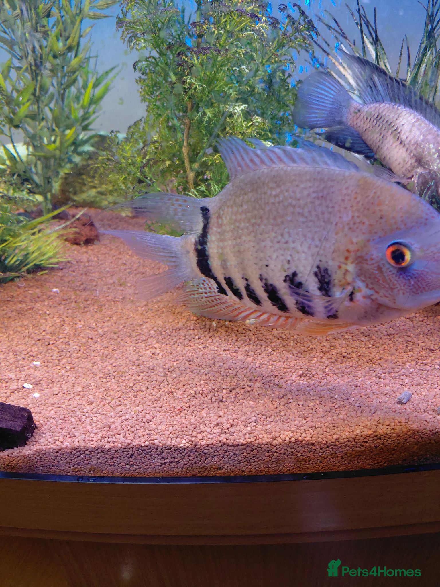 Cichlids fish Redneck severum  - Advert 1