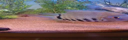 Cichlids fish for sale: Redneck severum  - Advert 1