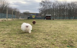 Pomeranian dogs for sale: White KENNEL CLUB Registered CHAMPION Bloodlines - Image 27