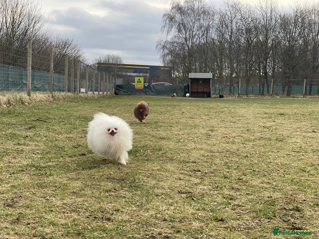 Pomeranian dogs for sale: White KENNEL CLUB Registered CHAMPION Bloodlines - Advert 22