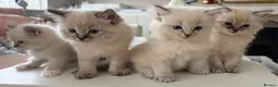 Ragdoll cats for sale: Stunning litter of Ragdoll kittens - Advert 14