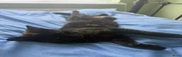 Domestic Shorthair cats for sale: Stunning Domestic Shorthair Kittens - Advert 1