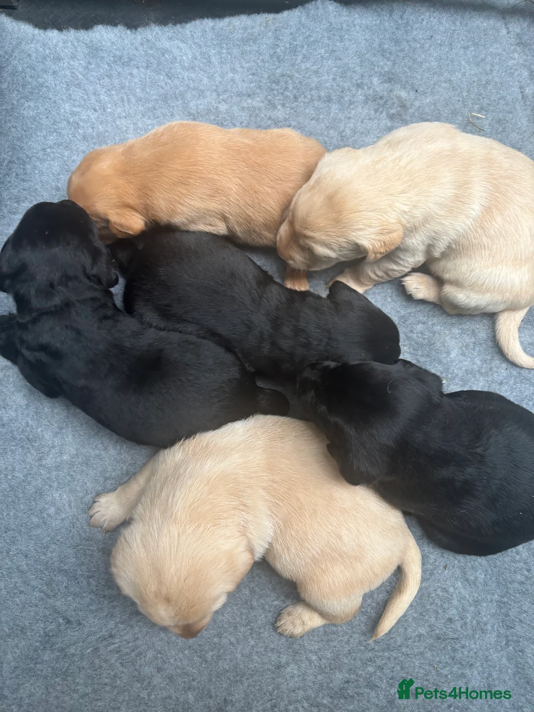 Labrador Retriever dogs for sale: Extensively health tested labrador puppies - Advert 3
