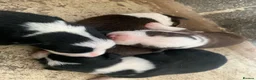 Border Collie dogs for sale: 7 Border Collie ISDS Registered Pups for Sale - Advert 5