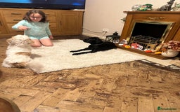 Cane Corso dogs for sale: Beautiful cane corso pup  - Advert 10