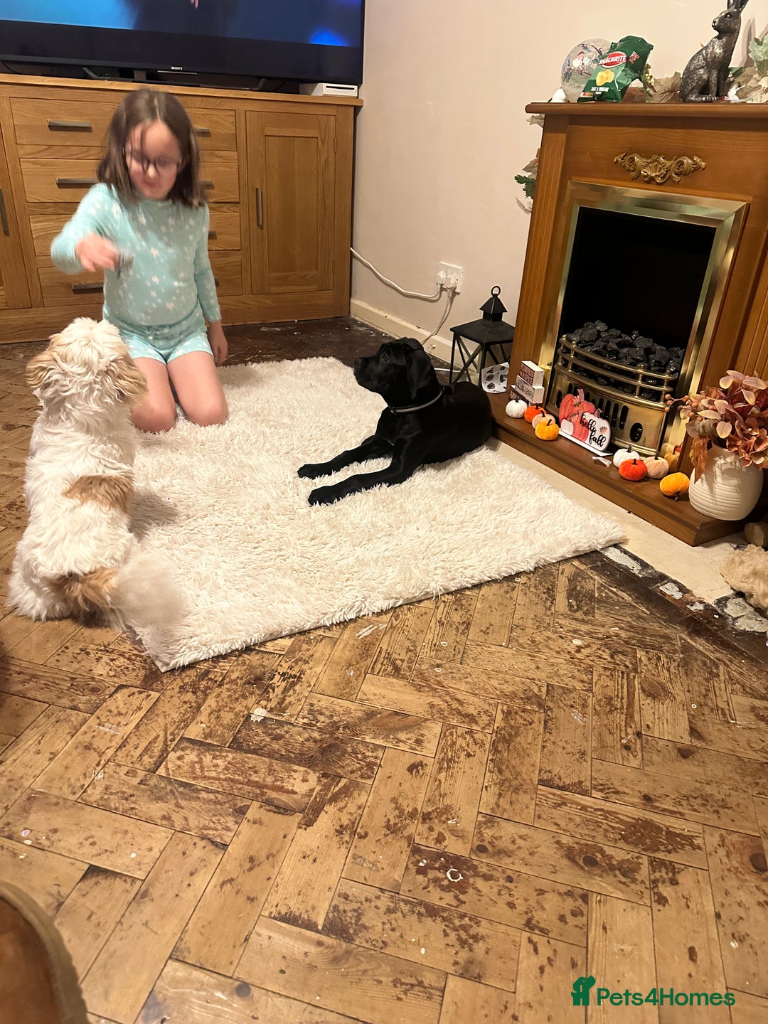 Cane Corso dogs for sale: Beautiful cane corso pup  - Advert 10