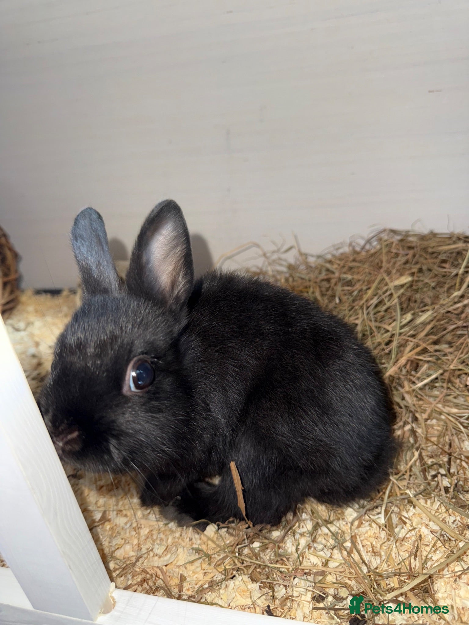 English rabbits Rabbit - Advert 3