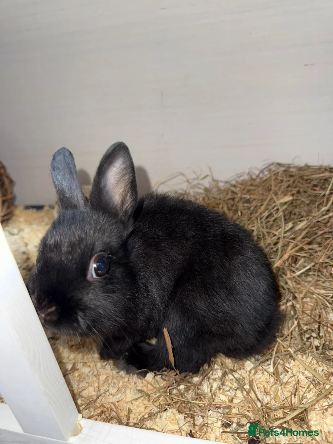 English rabbits for sale: Rabbit - Advert 1