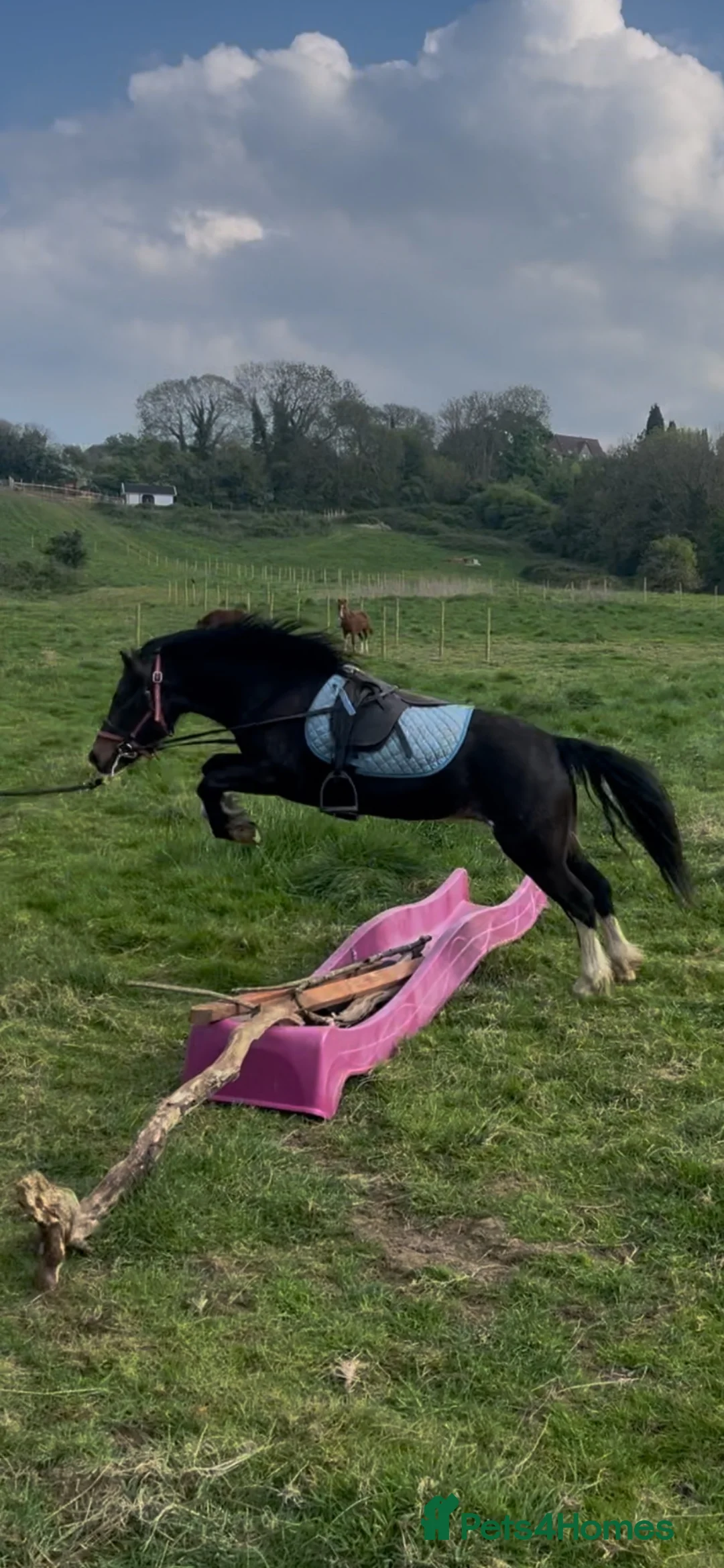 Welsh Section A horses for sale: 11.2 Welsh A  in Bristol - Advert 4
