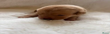 Labrador Retriever Puppy 2