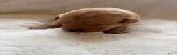 Labrador Retriever dogs for sale: D.N.A. Tested Labrador Puppies - Advert 18