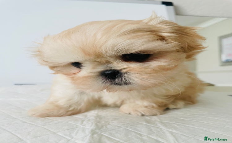 Shih Tzu dogs - Advert 3