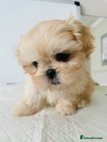 Shih Tzu dogs - Advert 3