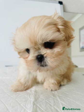 Shih Tzu dogs - Advert 1