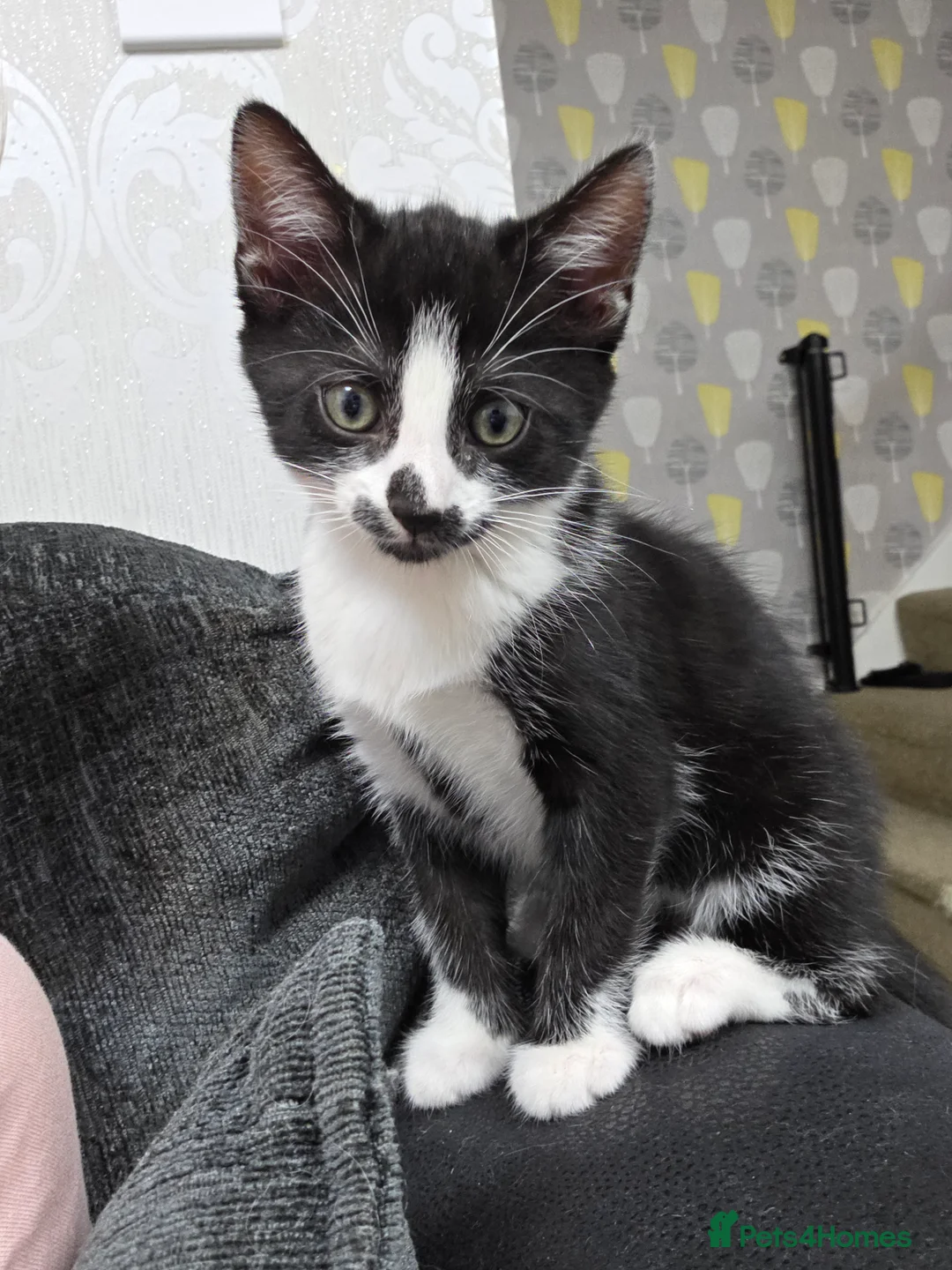 Mixed Breed cats for sale: Mixed Bread Female - Advert 1