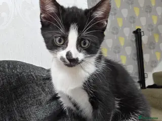 Mixed Breed cats Mixed Bread Female - Advert 1