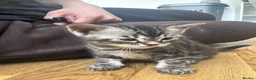 Mixed Breed cats for sale: Bengal cross British shorthair kittens for sale  - Advert 10