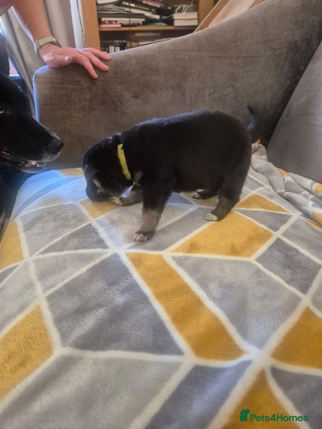 Mixed Breed dogs for sale: Stunning litter of puppies!! - Advert 14