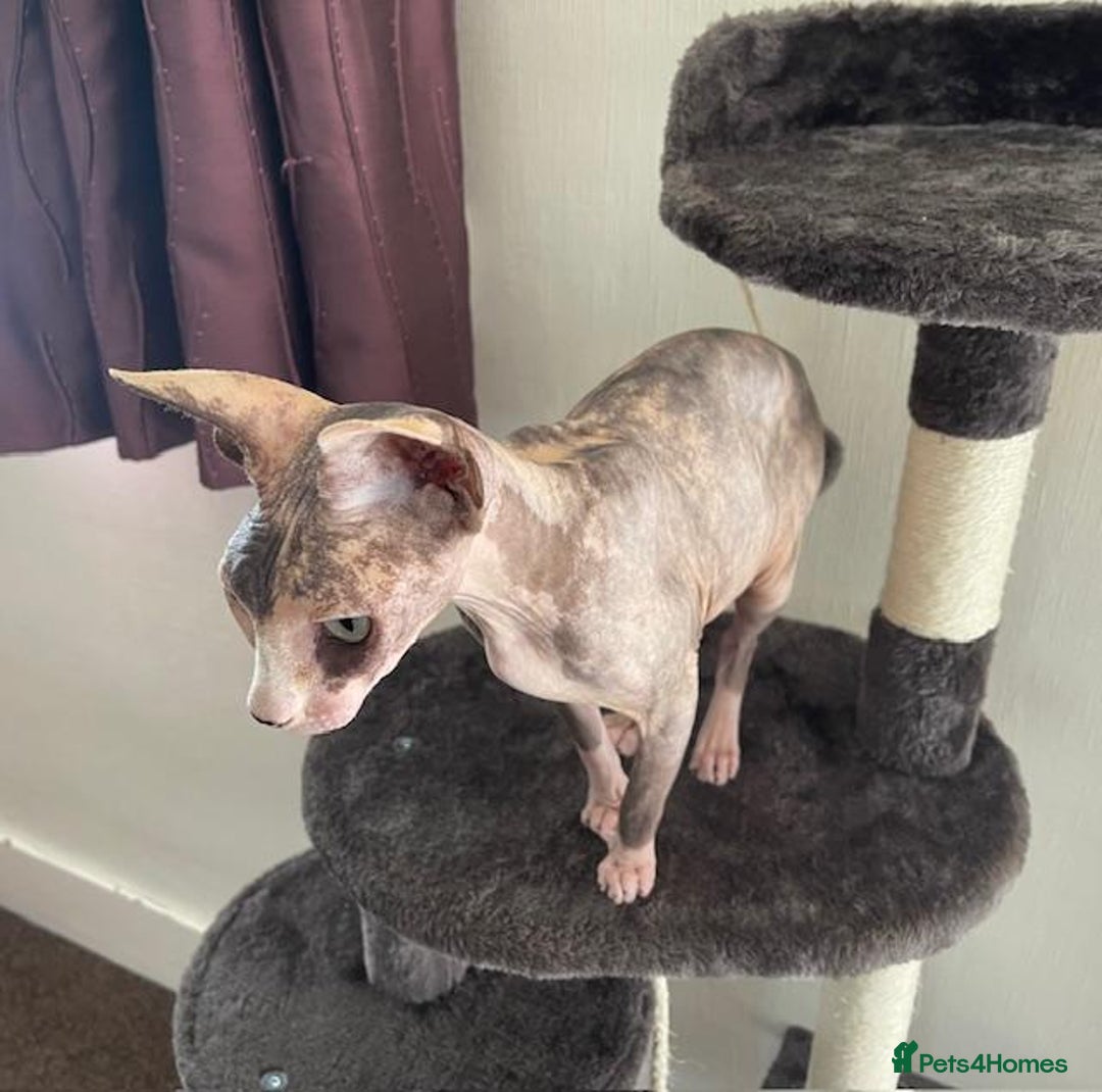 Sphynx cats for sale: Sphynx Adult Spayed Female - Image 4