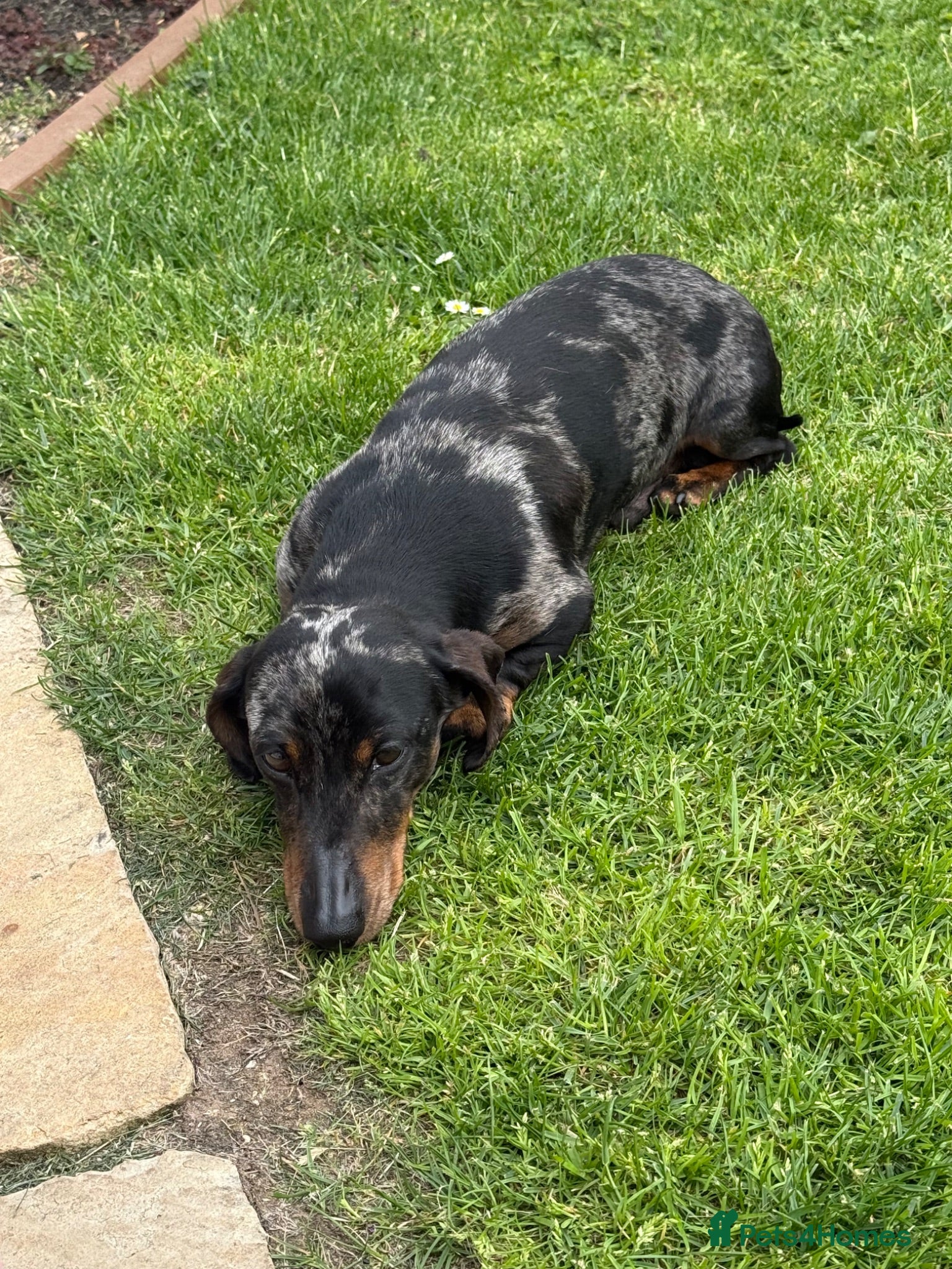 Dachshund dogs Miniature Dachshund  - Advert 1