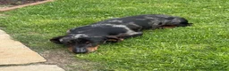 Dachshund dogs for sale: Miniature Dachshund  - Advert 1