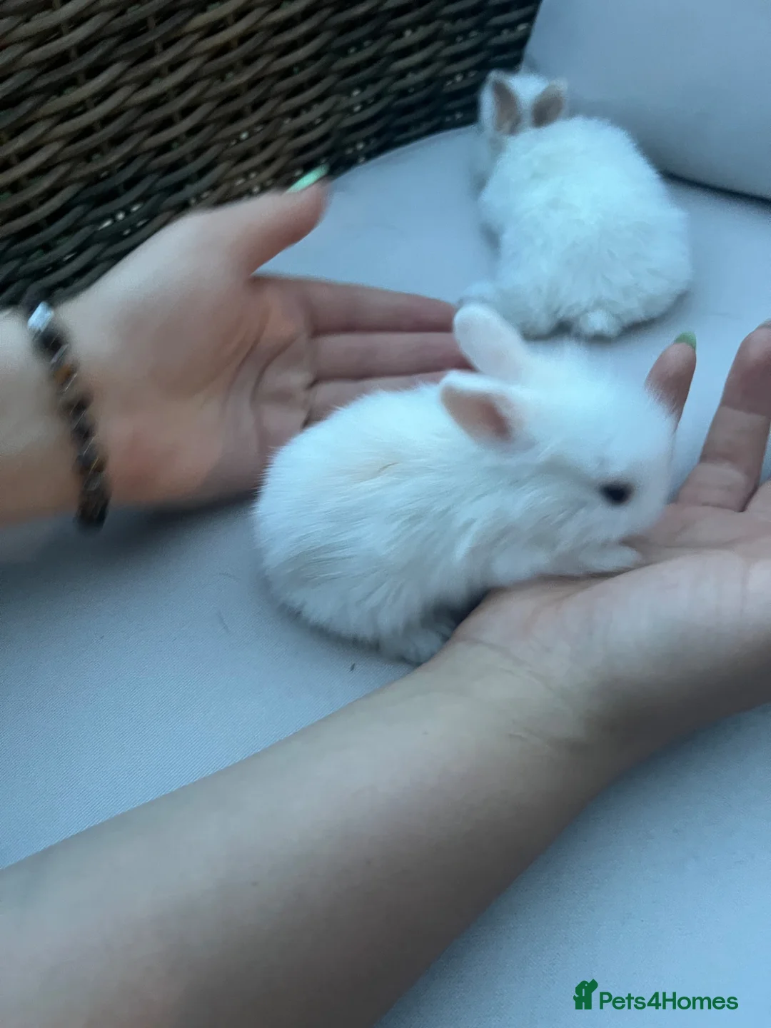 Lionhead rabbits for sale: Male lion head 8 weeks old  - Advert 1