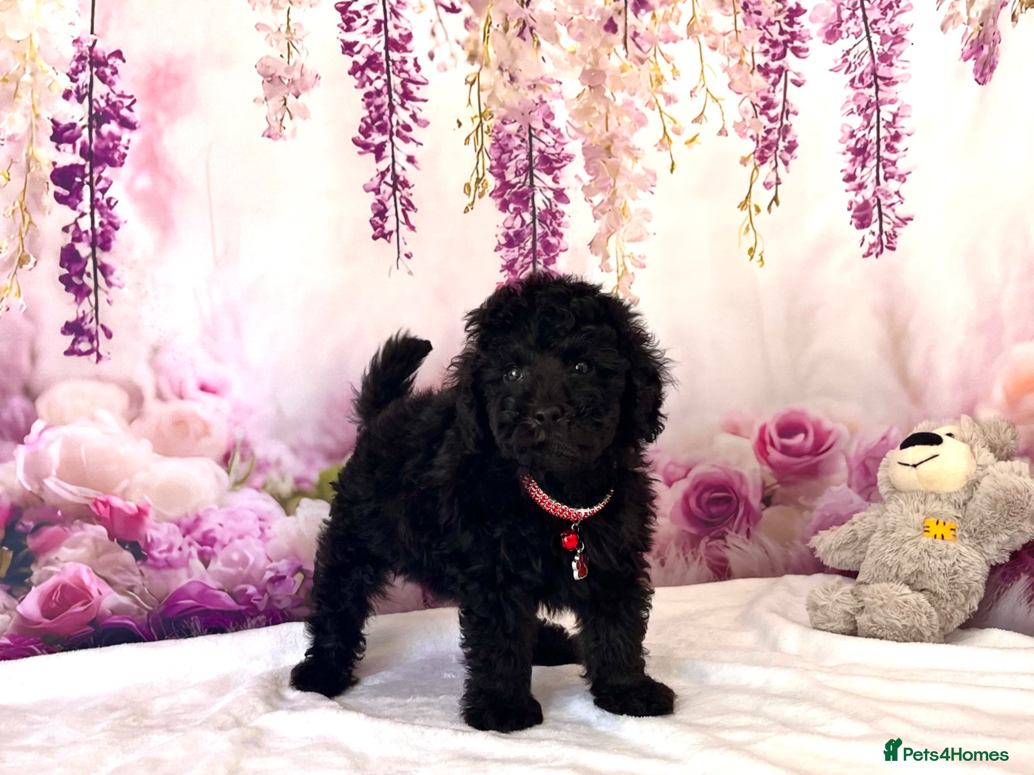 Miniature Poodle dogs 🌟Stunning Mini Poodles🌟CHAMPION LINES, DNA CLEAR - Advert 1