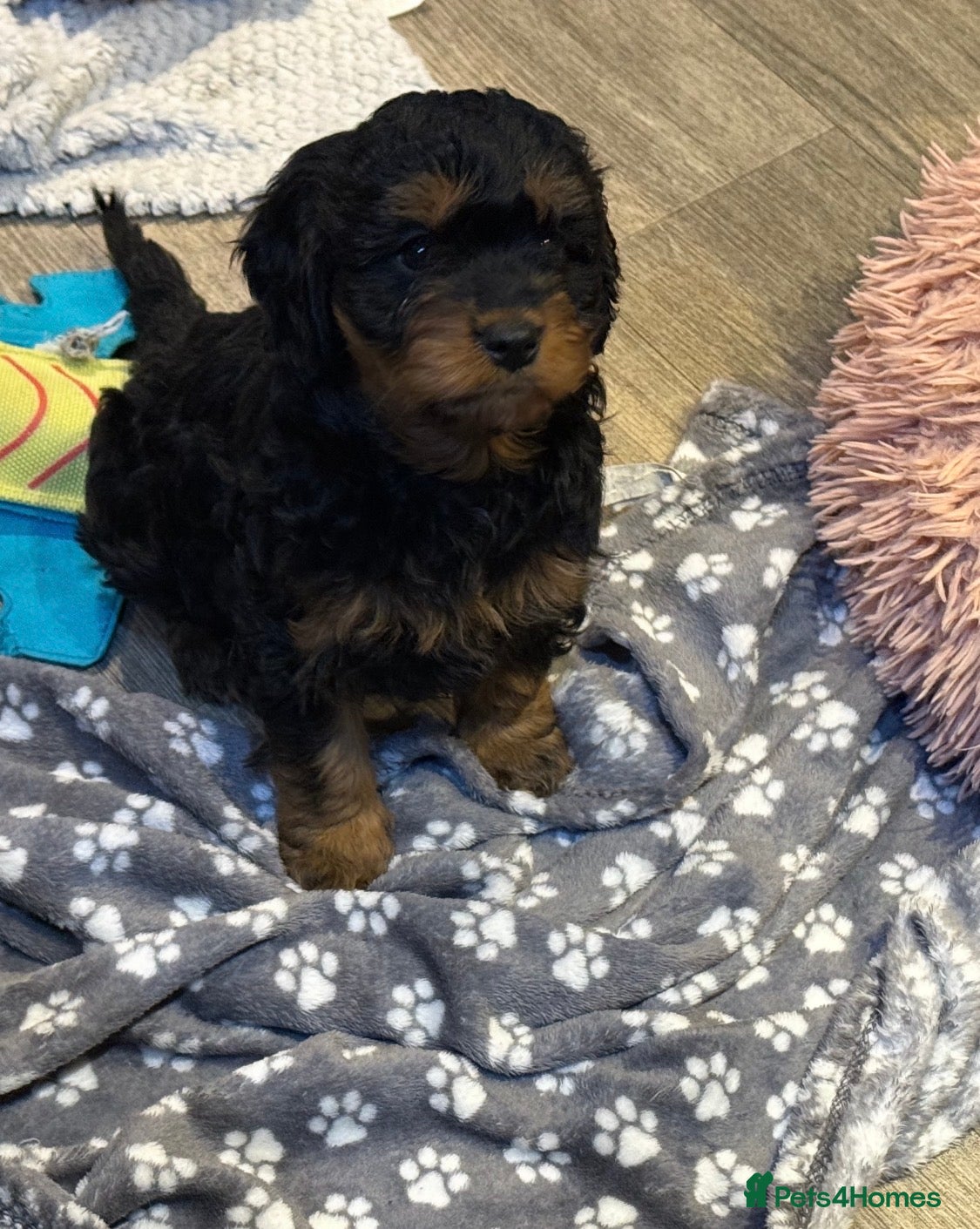 Cavapoo dogs Stunning F1 Cavapoo Girl  - Advert 1