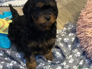 Cavapoo dogs Stunning F1 Cavapoo Girl - Advert 1