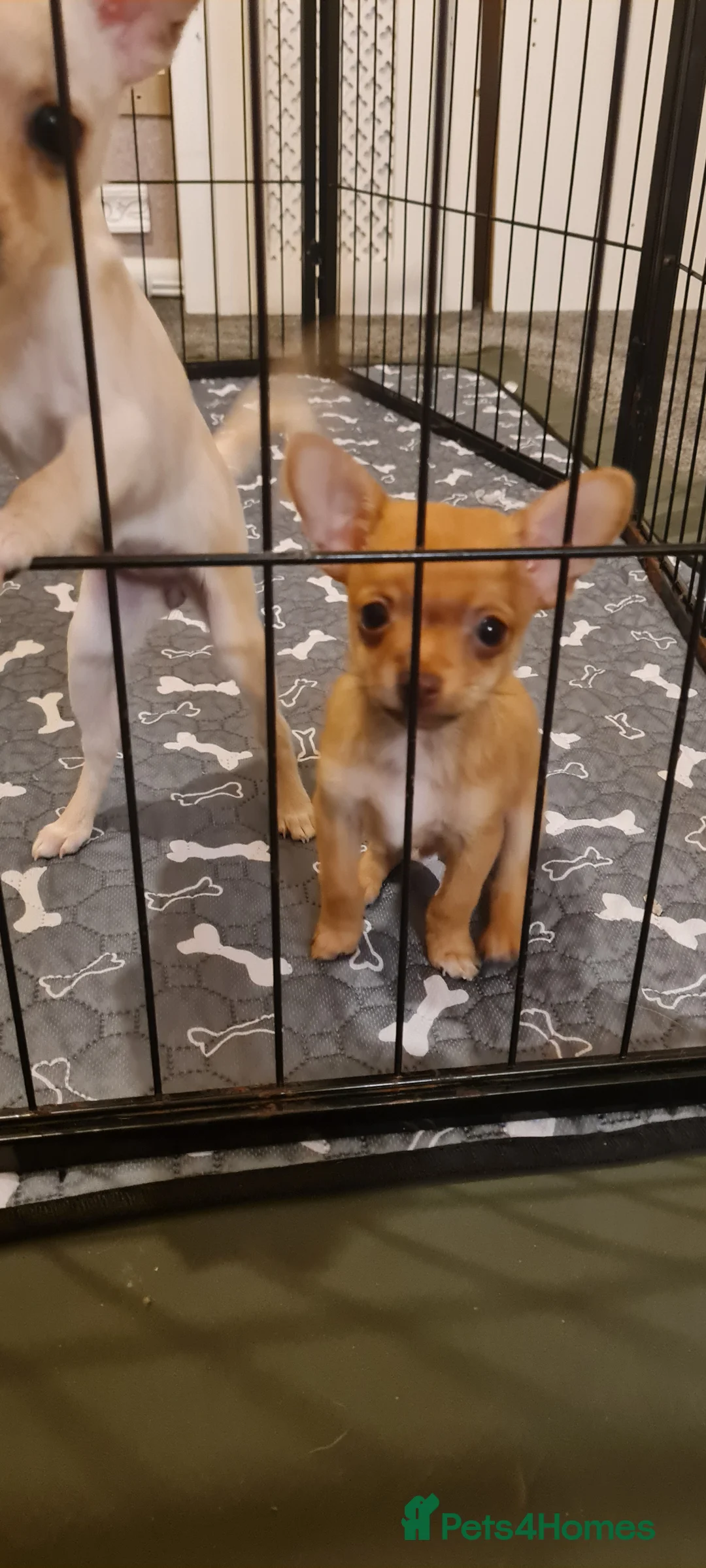 Mixed Breed dogs for sale: Beautiful chihuahua mix puppies - Advert 4