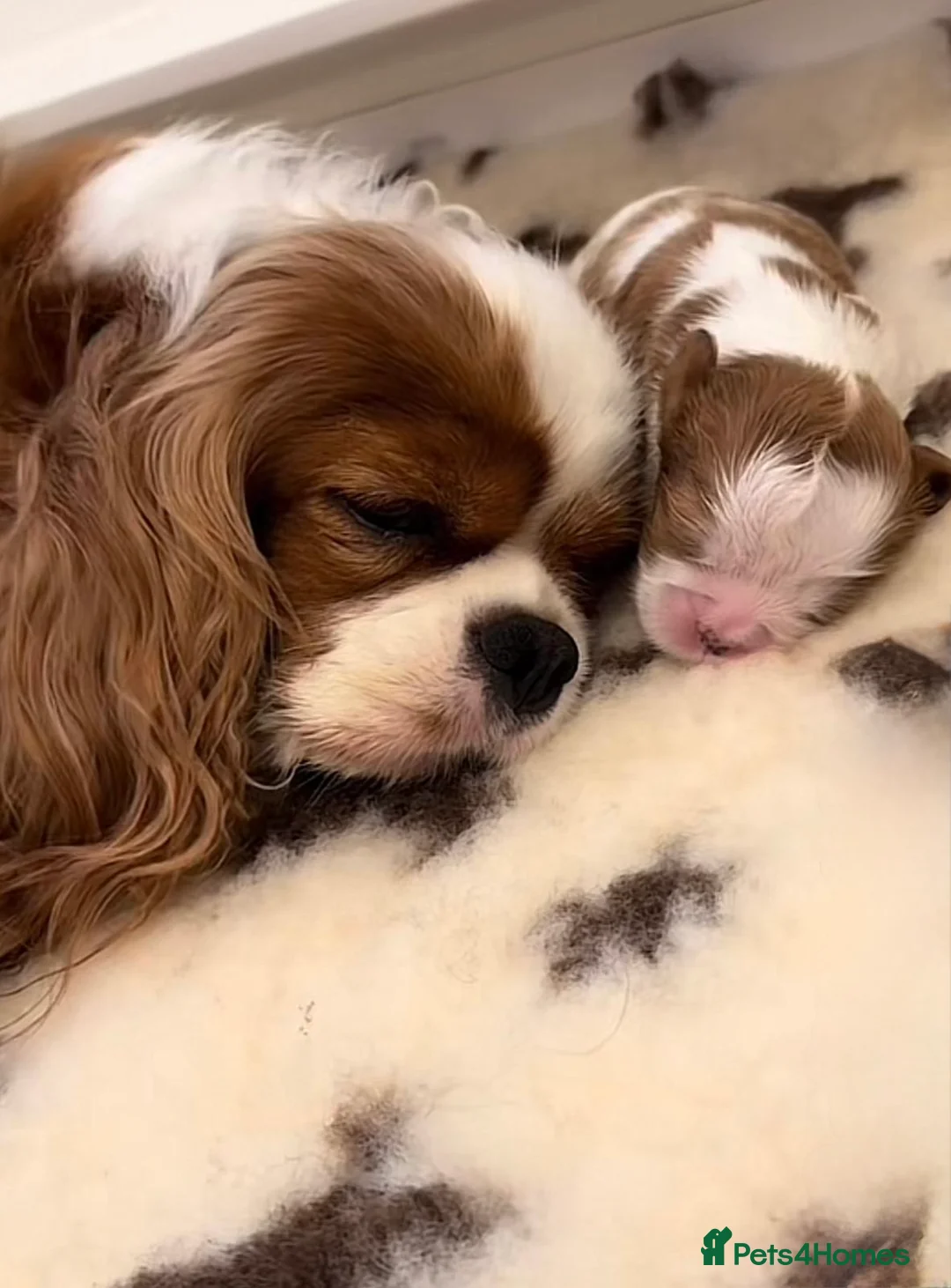 Cavapoo dogs for sale: F1 Cavapoo Puppy’s!  - Advert 20