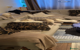 British Shorthair cats for sale: Colourpoint British Shorthair - Image 1