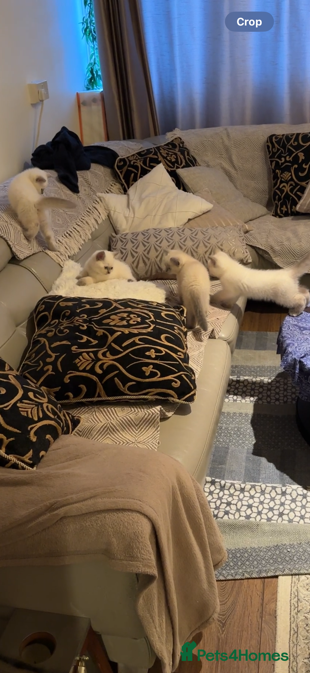 British Shorthair cats for sale: Colourpoint British Shorthair - Image 1
