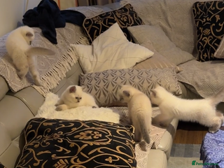 British Shorthair cats - Advert 34