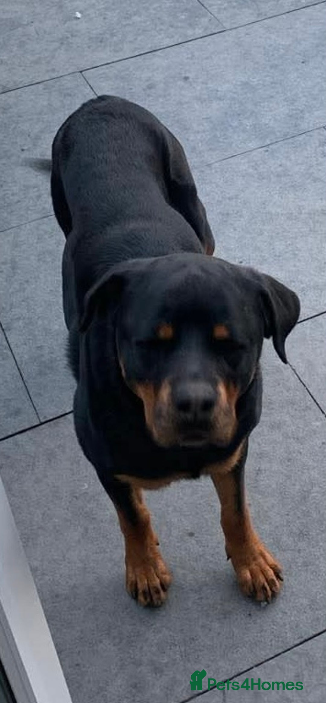 Rottweiler dogs for sale: Rottweiler  - Advert 3