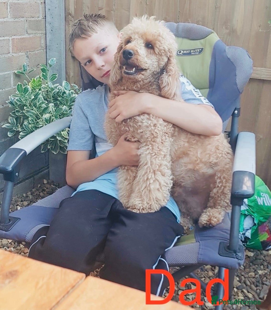 Labradoodle dogs for sale: Labradoodle Fox Red ❤️💞❤️Health check - Image 13