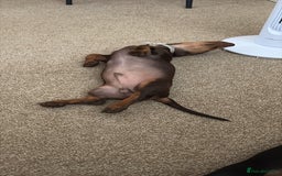 Miniature Dachshund dogs for sale: KC Miniature Dachshund  - Image 4