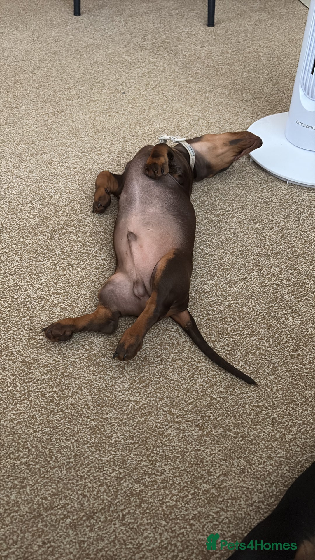 Miniature Dachshund dogs for sale: KC Miniature Dachshund  - Image 4