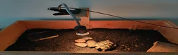Tortoise reptiles for sale: 18 month old Herman's Tortoise with enclosure - Advert 5