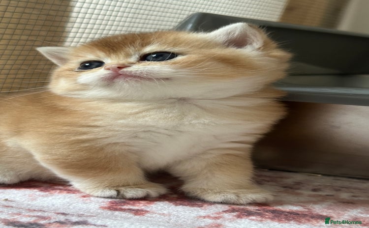 British Shorthair cats British Golden kittens from World Champions line  - Advert 4