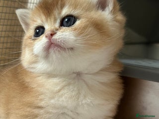 British Shorthair cats British Golden kittens from World Champions line - Advert 3