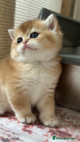 British Shorthair cats British Golden kittens from World Champions line - Advert 4