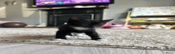 Mixed Breed cats for sale: Last of litter, ready now  - Advert 5