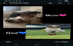 Mixed Breed dogs for sale: Biewer terriers pups - Image 3