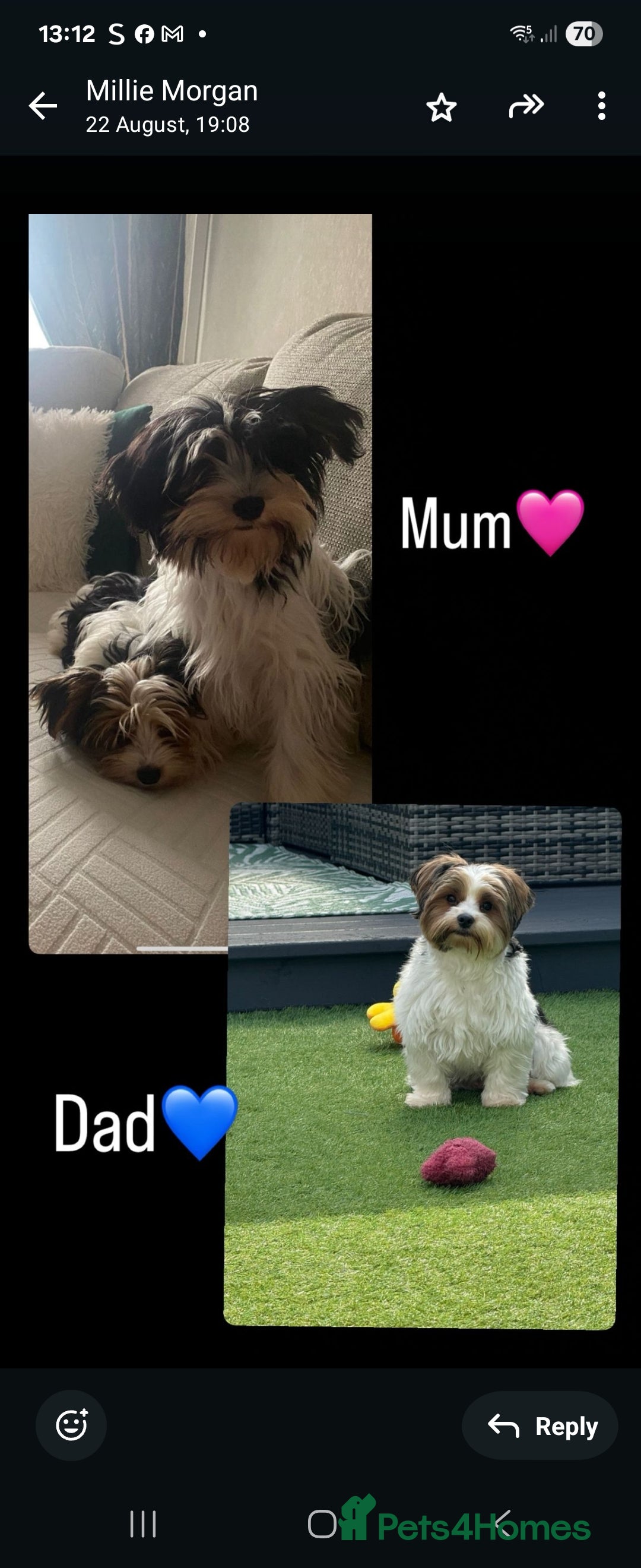 Mixed Breed dogs for sale: Biewer terriers pups - Image 3