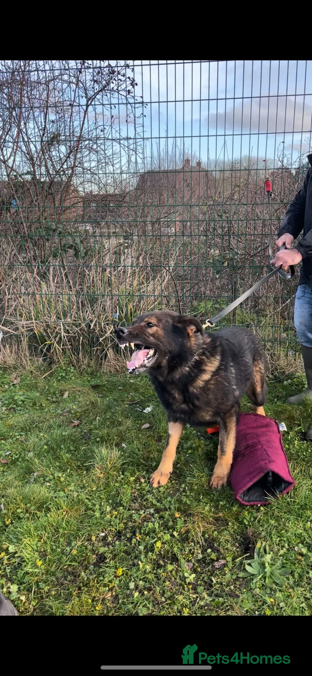 German Shepherd dogs for sale: Rare DDR German shepherds ‼️ - Advert 9